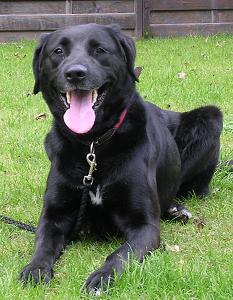 Mein Hund