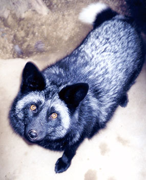 Silverfox