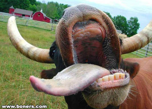 Leck mich!