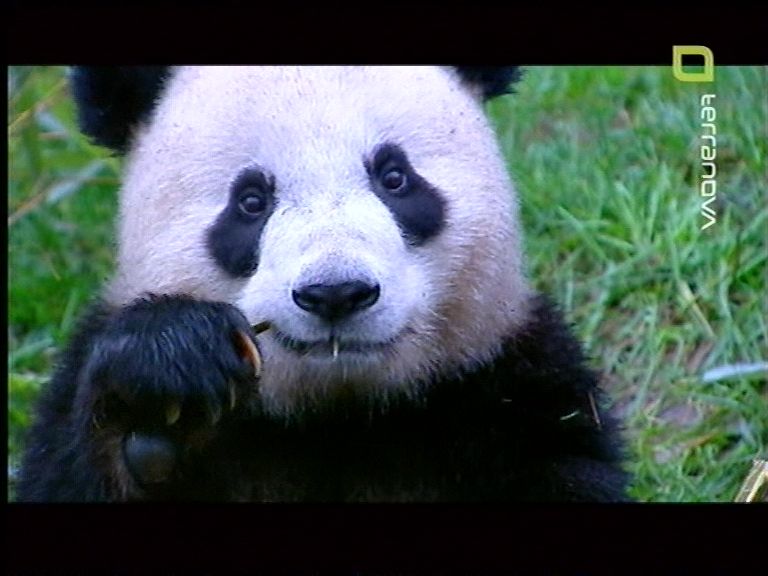 Ich mag Pandas :)