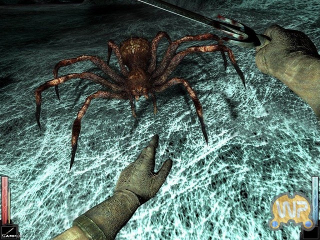 Spinne