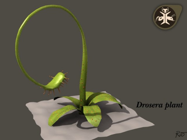 Drosera