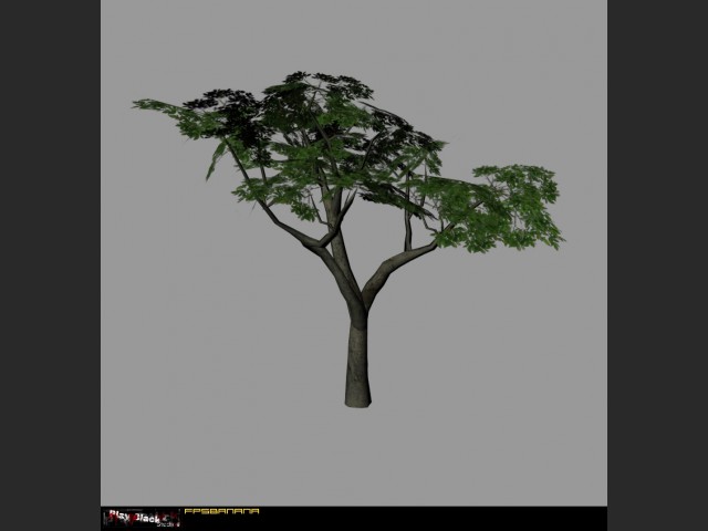 Baum
