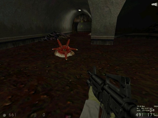 Bullsquid