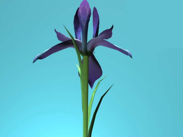 Iris Blume II