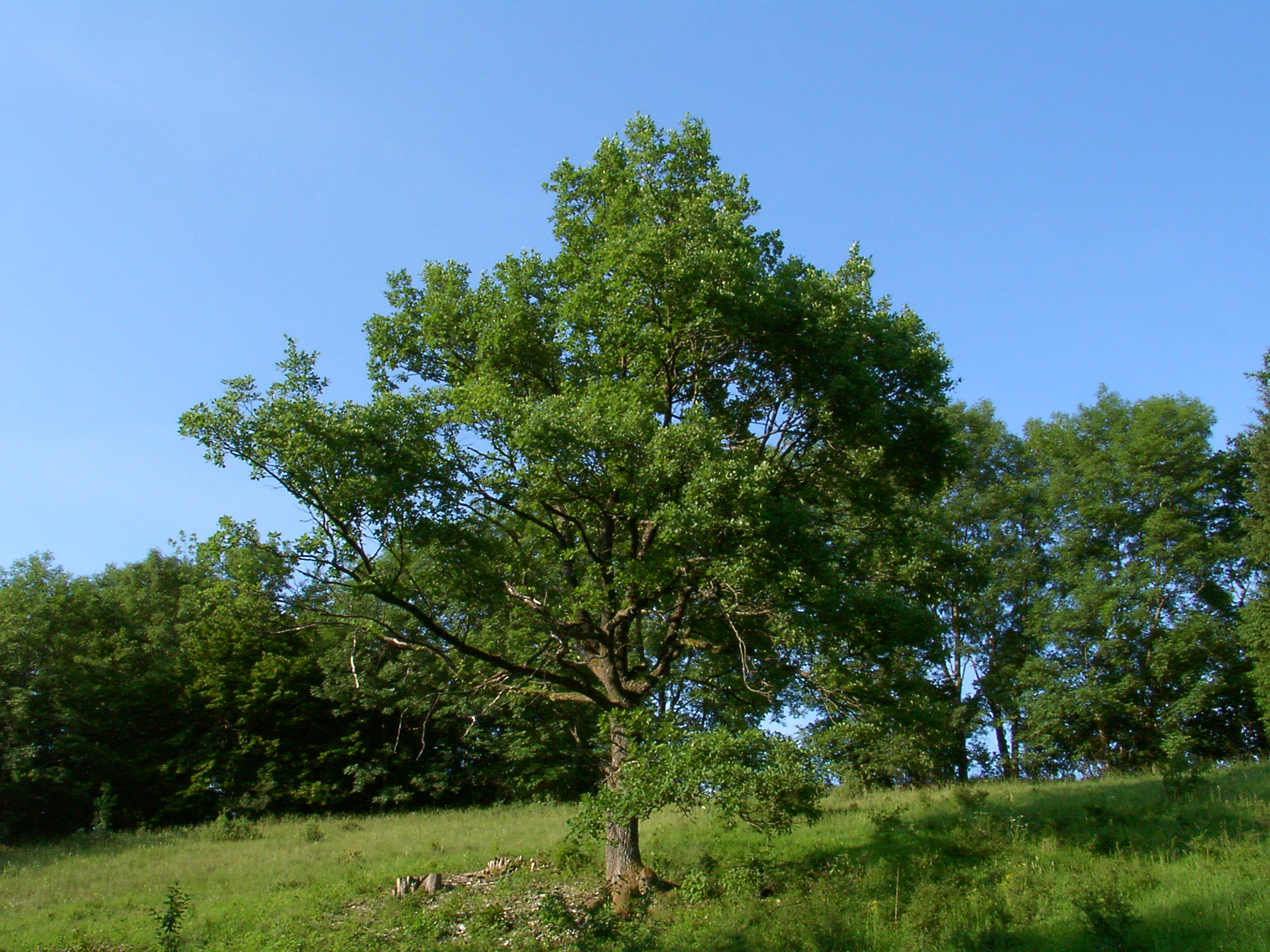 Schner Baum