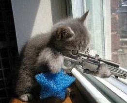 Rifle Cat