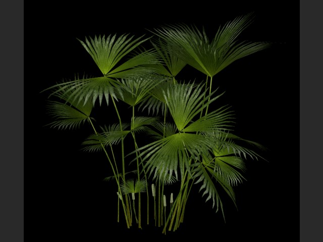 tropische Pflanzen